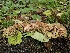 ( - HAY-F-006326)  @11 [ ] by (2023) Mandy Hackney Fungal Diversity Survey