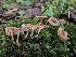  ( - HAY-F-006326)  @11 [ ] by (2023) Mandy Hackney Fungal Diversity Survey