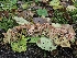  ( - HAY-F-006326)  @11 [ ] by (2023) Mandy Hackney Fungal Diversity Survey