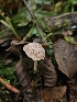  ( - HAY-F-006214)  @11 [ ] by (2023) Mandy Hackney Fungal Diversity Survey