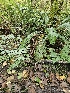  ( - HAY-F-006214)  @11 [ ] by (2023) Mandy Hackney Fungal Diversity Survey