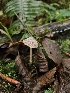  ( - HAY-F-006214)  @11 [ ] by (2023) Mandy Hackney Fungal Diversity Survey