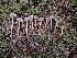  ( - HAY-F-006331)  @11 [ ] by (2023) Mandy Hackney Fungal Diversity Survey