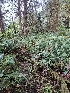 ( - HAY-F-006331)  @11 [ ] by (2023) Mandy Hackney Fungal Diversity Survey