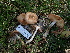  ( - HAY-F-004308)  @11 [ ] by-nc (2023) Jaren Hockert Fungal Diversity Survey