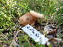  (Armillaria sinapina - HAY-F-004308)  @11 [ ] by-nc (2023) Jaren Hockert Fungal Diversity Survey