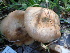  ( - HAY-F-004308)  @11 [ ] by-nc (2023) Jaren Hockert Fungal Diversity Survey