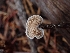  ( - HAY-F-003415)  @11 [ ] by-nc (2023) Sadie Hickey Fungal Diversity Survey