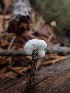  ( - HAY-F-003415)  @11 [ ] by-nc (2023) Sadie Hickey Fungal Diversity Survey