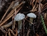  ( - HAY-F-003418)  @11 [ ] by-nc (2023) Sadie Hickey Fungal Diversity Survey