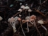  ( - HAY-F-003426)  @11 [ ] by-nc (2023) Sadie Hickey Fungal Diversity Survey