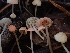 ( - HAY-F-003426)  @11 [ ] by-nc (2023) Sadie Hickey Fungal Diversity Survey