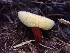  ( - HAY-F-003427)  @11 [ ] by-nc (2023) Sadie Hickey Fungal Diversity Survey