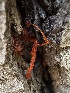  (Eutypella - HAY-F-005643)  @11 [ ] c (2023) Rudy Diaz Fungal Diversity Survey