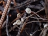  ( - HAY-F-003429)  @11 [ ] by-nc (2023) Sadie Hickey Fungal Diversity Survey