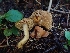  (Hygronarius - HAY-F-003432)  @11 [ ] by-nc (2023) Sadie Hickey Fungal Diversity Survey