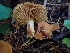  ( - HAY-F-003432)  @11 [ ] by-nc (2023) Sadie Hickey Fungal Diversity Survey
