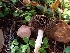  ( - HAY-F-003437)  @11 [ ] by-nc (2023) Sadie Hickey Fungal Diversity Survey