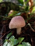  ( - HAY-F-003437)  @11 [ ] by-nc (2023) Sadie Hickey Fungal Diversity Survey