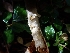  ( - HAY-F-003437)  @11 [ ] by-nc (2023) Sadie Hickey Fungal Diversity Survey
