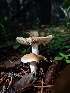  ( - HAY-F-003438)  @11 [ ] by-nc (2023) Sadie Hickey Fungal Diversity Survey