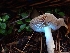  ( - HAY-F-003438)  @11 [ ] by-nc (2023) Sadie Hickey Fungal Diversity Survey