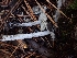  ( - HAY-F-003439)  @11 [ ] by-nc (2023) Sadie Hickey Fungal Diversity Survey