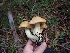  ( - HAY-F-003444)  @11 [ ] by-nc (2023) Sadie Hickey Fungal Diversity Survey