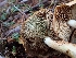  ( - HAY-F-003444)  @11 [ ] by-nc (2023) Sadie Hickey Fungal Diversity Survey