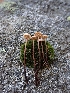  ( - HAY-F-003446)  @11 [ ] by-nc (2023) Sadie Hickey Fungal Diversity Survey