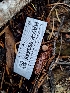  ( - HAY-F-003446)  @11 [ ] by-nc (2023) Sadie Hickey Fungal Diversity Survey