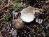  ( - HAY-F-003448)  @11 [ ] by-nc (2023) Sadie Hickey Fungal Diversity Survey