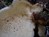  ( - HAY-F-003448)  @11 [ ] by-nc (2023) Sadie Hickey Fungal Diversity Survey
