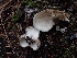  ( - HAY-F-003448)  @11 [ ] by-nc (2023) Sadie Hickey Fungal Diversity Survey