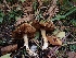  ( - HAY-F-003449)  @11 [ ] by-nc (2023) Sadie Hickey Fungal Diversity Survey
