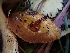  ( - HAY-F-003449)  @11 [ ] by-nc (2023) Sadie Hickey Fungal Diversity Survey