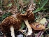  ( - HAY-F-003449)  @11 [ ] by-nc (2023) Sadie Hickey Fungal Diversity Survey