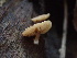 (Simocybe sp. CA01 - HAY-F-007060)  @11 [ ] by-nc (2023) Dean Lyons Fungal Diversity Survey