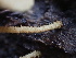  ( - HAY-F-007063)  @11 [ ] by-nc (2023) Dean Lyons Fungal Diversity Survey