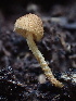  ( - HAY-F-007063)  @11 [ ] by-nc (2023) Dean Lyons Fungal Diversity Survey