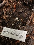  ( - HAY-F-007064)  @11 [ ] by-nc (2023) Dean Lyons Fungal Diversity Survey