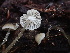  ( - HAY-F-007064)  @11 [ ] by-nc (2023) Dean Lyons Fungal Diversity Survey
