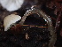  ( - HAY-F-007064)  @11 [ ] by-nc (2023) Dean Lyons Fungal Diversity Survey