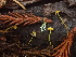  ( - HAY-F-007065)  @11 [ ] by-nc (2023) Dean Lyons Fungal Diversity Survey