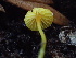  ( - HAY-F-007065)  @11 [ ] by-nc (2023) Dean Lyons Fungal Diversity Survey