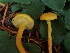 (Hygrocybe sp. constrictospora-PNW08 - HAY-F-007069)  @11 [ ] by-nc (2023) Dean Lyons Fungal Diversity Survey