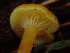  ( - HAY-F-007069)  @11 [ ] by-nc (2023) Dean Lyons Fungal Diversity Survey
