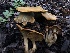  ( - HAY-F-007087)  @11 [ ] by-nc (2023) Dean Lyons Fungal Diversity Survey