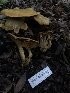  ( - HAY-F-007087)  @11 [ ] by-nc (2023) Dean Lyons Fungal Diversity Survey