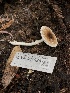  (Leucoagaricus sp. pakistaniensis-PNW01 - HAY-F-007024)  @11 [ ] by-nc (2023) Dean Lyons Fungal Diversity Survey